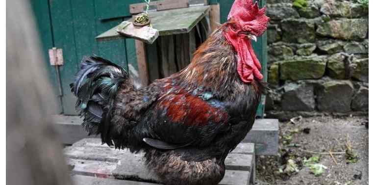 Ayam Jago Bersuara Kencang di Seret ke Pengadilan Untuk di Mintai Pertanggung Jawaban